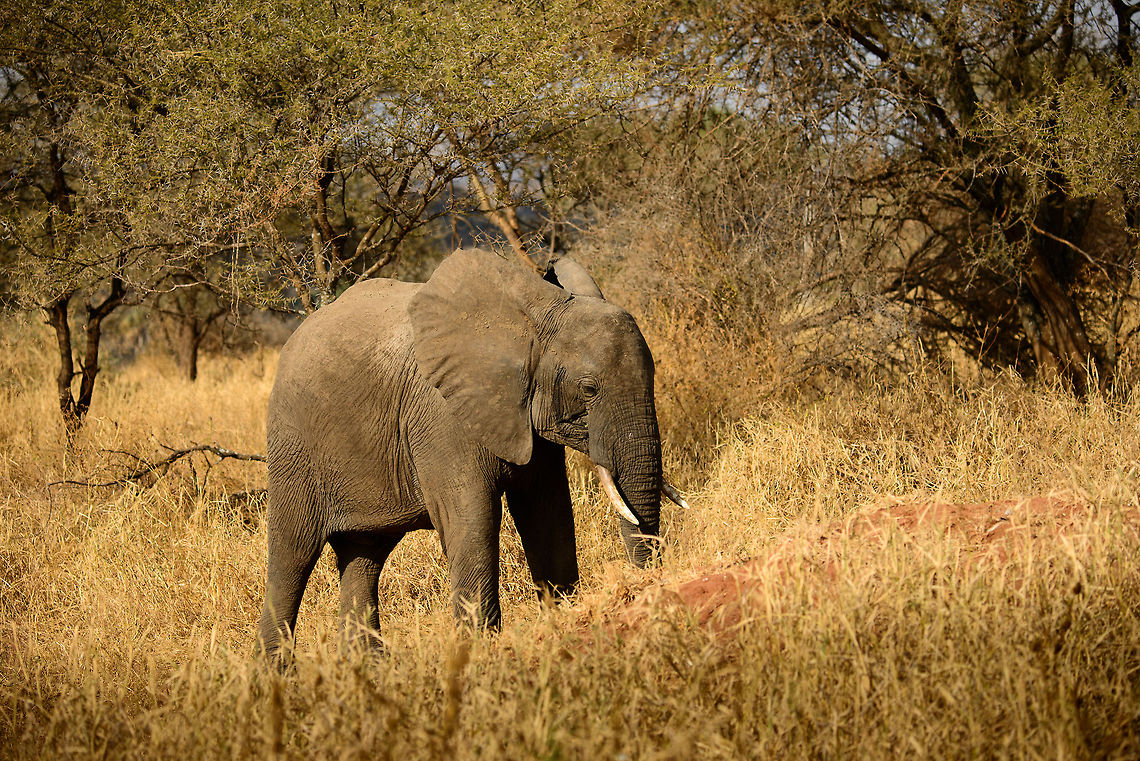 African elephant bull feeding in Tanzania  Africa,African bush elephant,Loxodonta africana,Tanzania,Tarangire,Tarangire National Park