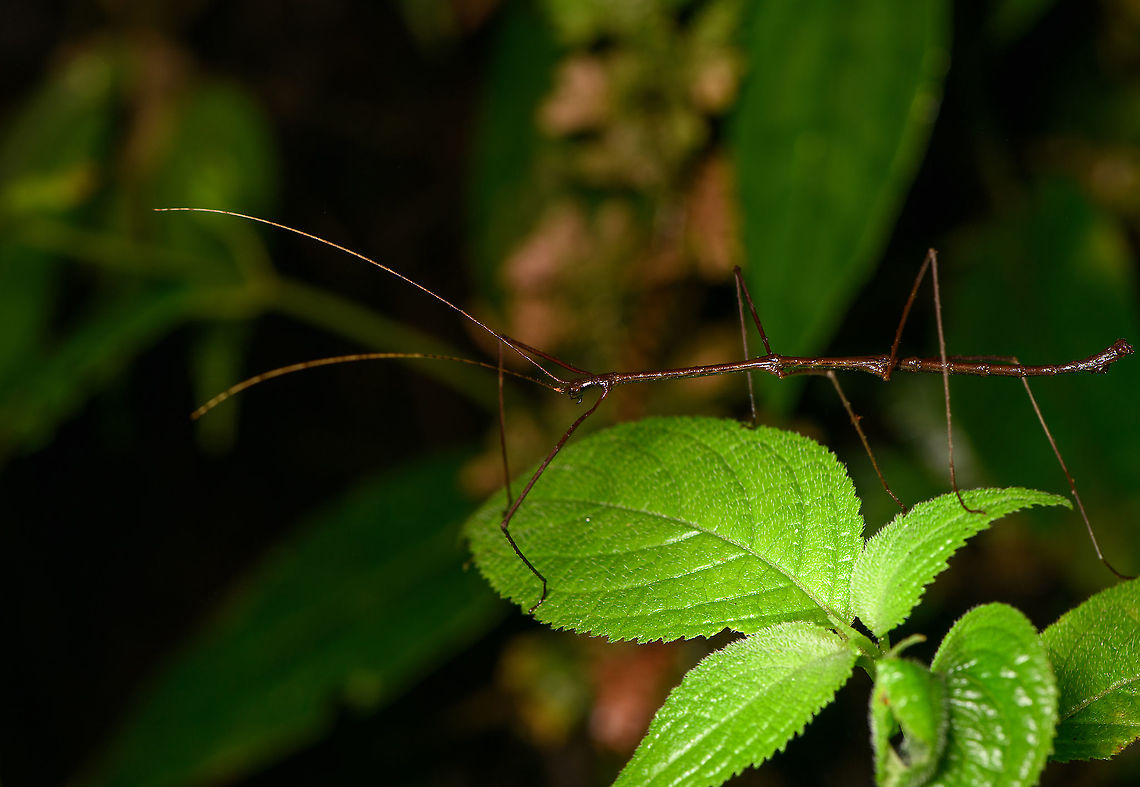 Brown think stick insect, Bellavista, Ecuador Found during a night tour. Similar but without ID:<br />
<a href="https://www.flickr.com/photos/andreaskay/15786280465/in/album-72157632722361625/" rel="nofollow">https://www.flickr.com/photos/andreaskay/15786280465/in/album-72157632722361625/</a> Bellavista Cloud Forest,Ecuador,Ecuador 2021,Geotagged,South America,Spring,World