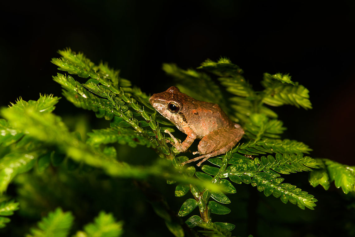 Pristimantis sp., Bellavista, Ecuador Third Pristimantis species found on this night tour. I'm in the process of getting external help to ID it. Bellavista Cloud Forest,Ecuador,Ecuador 2021,Geotagged,South America,Spring,World