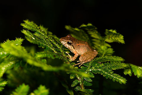 Pristimantis sp., Bellavista, Ecuador Third Pristimantis species found on this night tour. I'm in the process of getting external help to ID it. Bellavista Cloud Forest,Ecuador,Ecuador 2021,Geotagged,South America,Spring,World