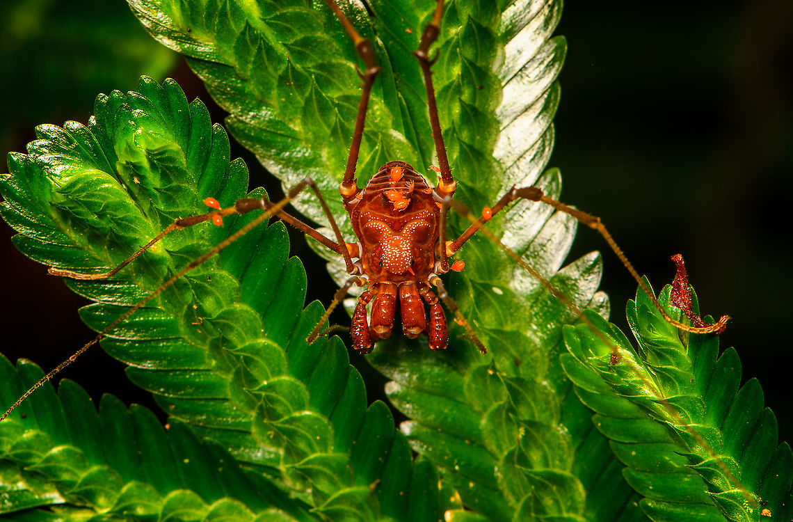 Phareicranaus hermosa - frontal Second observation of this species. This one is infected with several mites. Bellavista Cloud Forest,Ecuador,Ecuador 2021,Geotagged,Phareicranaus hermosa,South America,Spring,World