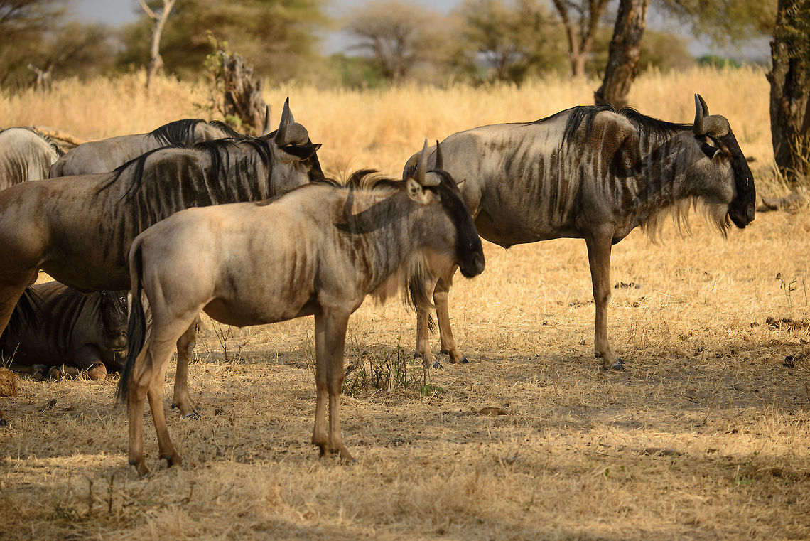 Ok, so what do we do next? When observing wildebeests for hours, you cannot help but think that they're really dumb. That's because in fact they are. They don't shine in individual strength or intelligence, rather they survive by intuition and sheer numbers. Africa,Blue wildebeest,Connochaetes taurinus,Tanzania,Tarangire,Tarangire National Park