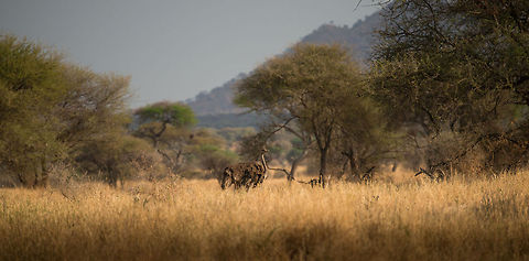 where my boyz at? A female Ostrich in Tarangire, Tanzania on the lookout for a partner. Or looking out for not ending up being prey, not sure which. Africa,Ostrich,Struthio camelus,Tanzania,Tarangire,Tarangire National Park