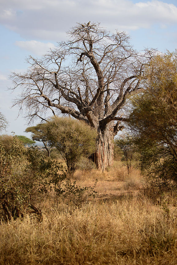 Dead-rat tree in Tarangire, Tanzania One of several hundreds of baobabs in Tarangire National Park, Tanzania, each being several hundreds of years old. In the top there are two Lappet-faced Vultures. Adansonia digitata,Africa,Dead-rat tree,Tanzania,Tarangire,Tarangire National Park