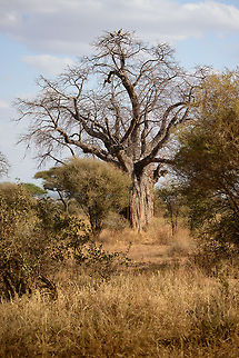 Dead-rat tree in Tarangire, Tanzania One of several hundreds of baobabs in Tarangire National Park, Tanzania, each being several hundreds of years old. In the top there are two Lappet-faced Vultures. Adansonia digitata,Africa,Dead-rat tree,Tanzania,Tarangire,Tarangire National Park