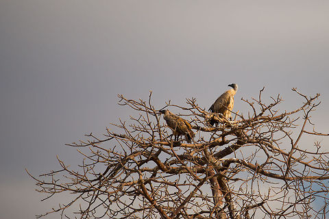 Lappet-faced Vultures in Tarangire baobab tree  Africa,Lappet-faced Vulture,Tanzania,Tarangire,Tarangire National Park,Torgos tracheliotos