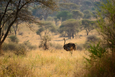 Female Ostrich in Tarangire NP, Tanzania - 2  Africa,Ostrich,Struthio camelus,Tanzania,Tarangire,Tarangire National Park