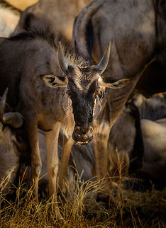 Young Wildebeest hiding in herd, Tarangire, Tanzania Young Wildebeests are born on the run, and can typically walk within hours. Africa,Blue wildebeest,Connochaetes taurinus,Tanzania,Tarangire,Tarangire National Park
