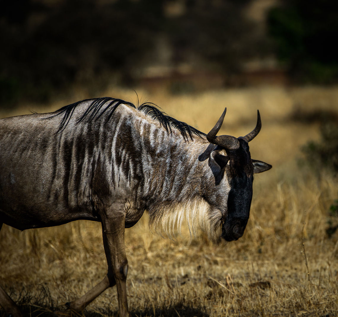 Side view of a moving Wildebeest in Tarangire, Tanzania  Africa,Blue wildebeest,Connochaetes taurinus,Tanzania,Tarangire,Tarangire National Park