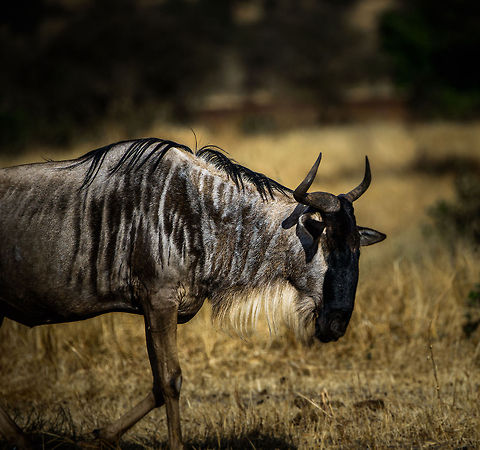 Side view of a moving Wildebeest in Tarangire, Tanzania  Africa,Blue wildebeest,Connochaetes taurinus,Tanzania,Tarangire,Tarangire National Park
