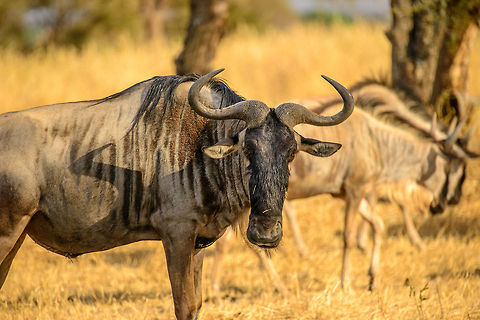 Wildebeest stares in camera at Tarangire, Tanzania One of between 1 and 1.6 million wildebeests to make the migration north during the dry season. Africa,Blue wildebeest,Connochaetes taurinus,Tanzania,Tarangire,Tarangire National Park
