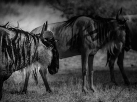 Wildebeest herd in Tanzania  Africa,Blue wildebeest,Connochaetes taurinus,Tanzania,Tarangire,Tarangire National Park
