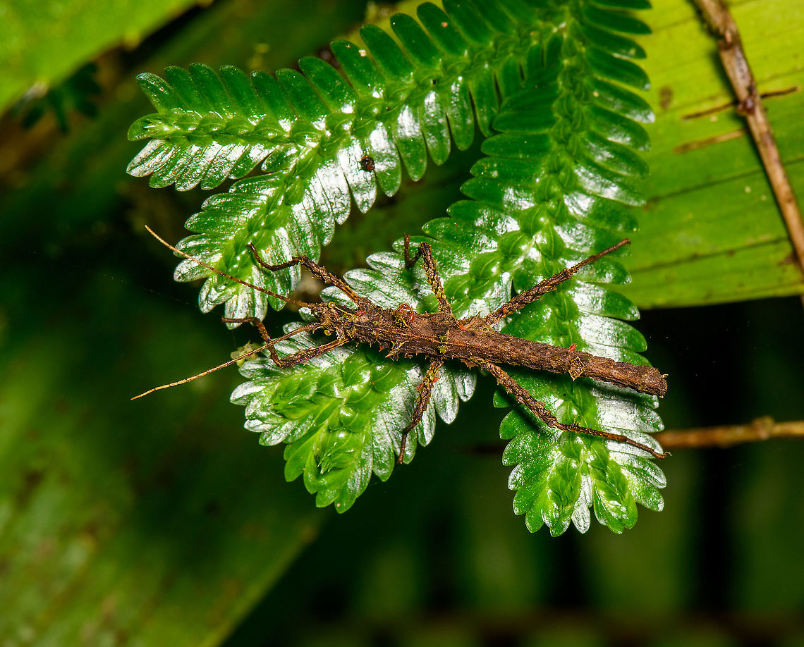 Thorny stick insect - top view, Bellavista, Ecuador Probably the same species as these other individuals found during the same night tour:<br />
<figure class="photo"><a href="https://www.jungledragon.com/image/126486/mite-infested_phasmid_bellavista_ecuador.html" title="Mite-infested phasmid, Bellavista, Ecuador"><img src="https://s3.amazonaws.com/media.jungledragon.com/images/2/126486_thumb.jpg?AWSAccessKeyId=05GMT0V3GWVNE7GGM1R2&Expires=1767225610&Signature=URpNhJkbb%2F49qrJaZZATMKWW1R8%3D" width="200" height="134" alt="Mite-infested phasmid, Bellavista, Ecuador Very thick phasmid that is heavily infested by mites. Found during a night tour. Bellavista Cloud Forest,Ecuador,Ecuador 2021,Geotagged,South America,Spring,World" /></a></figure><br />
<figure class="photo"><a href="https://www.jungledragon.com/image/126426/stick_insect_on_leaf_bellavista_ecuador.html" title="Stick insect on leaf, Bellavista, Ecuador"><img src="https://s3.amazonaws.com/media.jungledragon.com/images/2/126426_thumb.jpg?AWSAccessKeyId=05GMT0V3GWVNE7GGM1R2&Expires=1767225610&Signature=Q0gfyuxG3f%2BzKSZMLMH%2FqXhYKbI%3D" width="102" height="152" alt="Stick insect on leaf, Bellavista, Ecuador Third stick insect found in a row, all having similar thorny appendages. For the zoomers, note how this one is covered in mites and springtails. Bellavista Cloud Forest,Ecuador,Ecuador 2021,Geotagged,South America,Spring,World" /></a></figure> Bellavista Cloud Forest,Ecuador,Ecuador 2021,Fall,Geotagged,South America,Spring,World