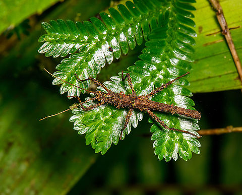 Thorny stick insect - top view, Bellavista, Ecuador Probably the same species as these other individuals found during the same night tour:
https://www.jungledragon.com/image/126486/mite-infested_phasmid_bellavista_ecuador.html
https://www.jungledragon.com/image/126426/stick_insect_on_leaf_bellavista_ecuador.html Bellavista Cloud Forest,Ecuador,Ecuador 2021,Fall,Geotagged,South America,Spring,World