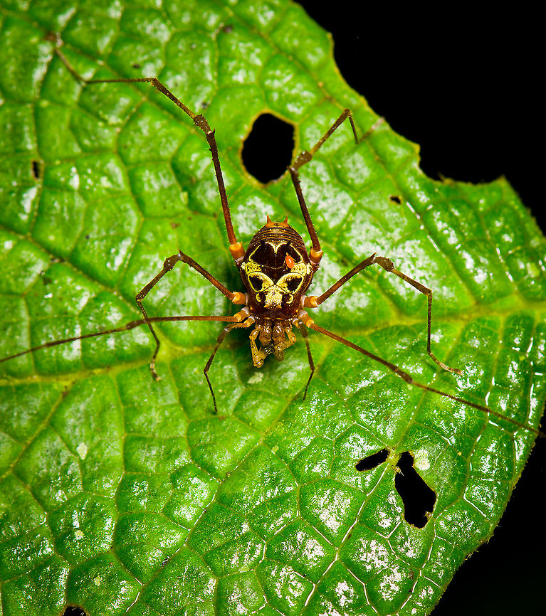 Tropical Harvestman (Gonyleptidae), Bellavista, Ecuador Similar observation in same location:<br />
<a href="https://www.flickr.com/photos/rainforests/5532918413/in/album-72157626351880990/" rel="nofollow">https://www.flickr.com/photos/rainforests/5532918413/in/album-72157626351880990/</a> Bellavista Cloud Forest,Ecuador,Ecuador 2021,Geotagged,South America,Spring,World
