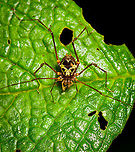 Tropical Harvestman (Gonyleptidae), Bellavista, Ecuador Similar observation in same location:<br />
https://www.flickr.com/photos/rainforests/5532918413/in/album-72157626351880990/ Bellavista Cloud Forest,Ecuador,Ecuador 2021,Geotagged,South America,Spring,World