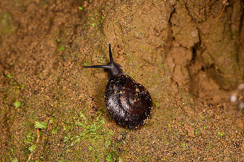 Small nail, Bellavista, Ecuador  Bellavista Cloud Forest,Ecuador,Ecuador 2021,Geotagged,Isomeria ritchieana,South America,Spring,World