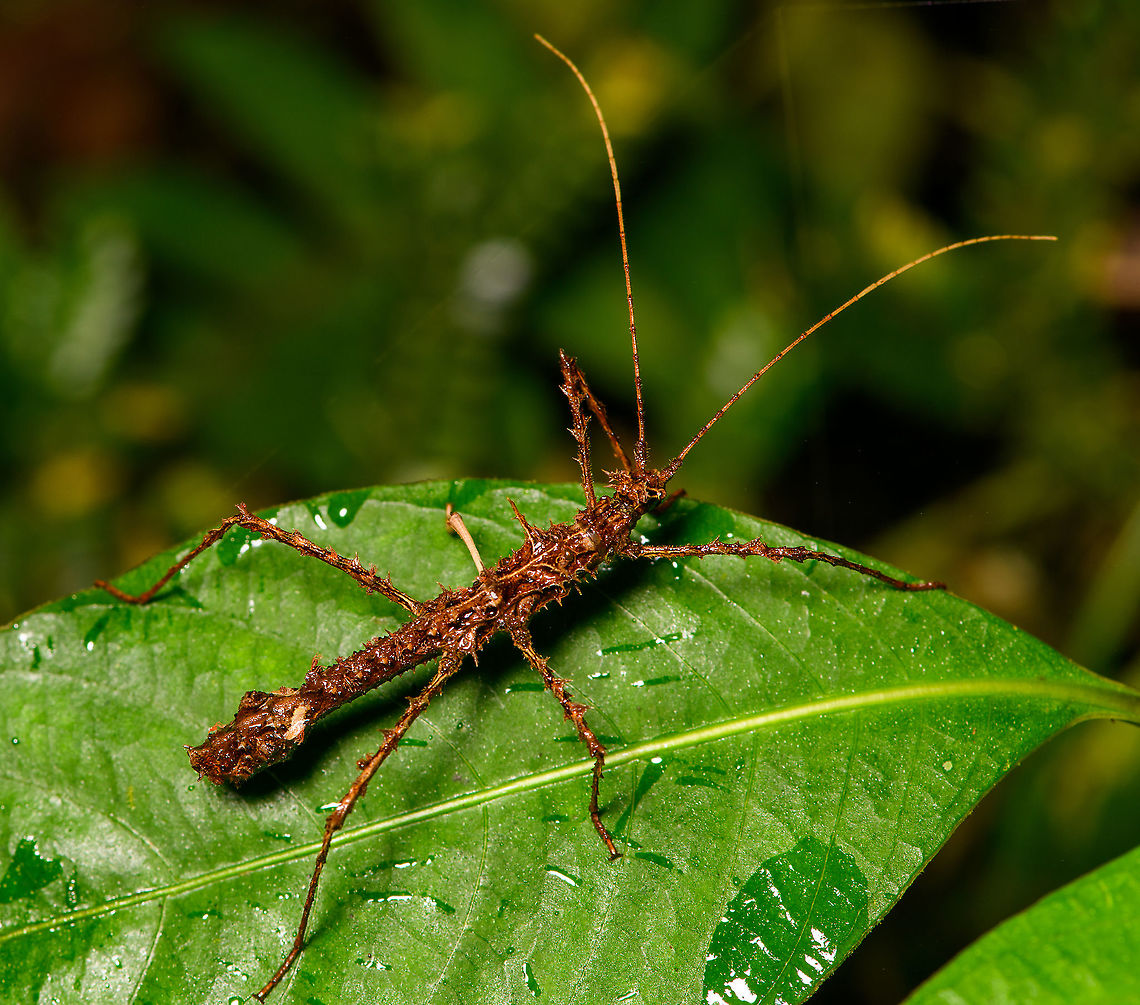 Thorny stick insect - diagonal, Bellavista, Ecuador Another of many individuals of what might be the same species. I&#039;m posting each individual as it may prove useful in the future for identification, differences between sexes, etc. Bellavista Cloud Forest,Ecuador,Ecuador 2021,Geotagged,South America,Spring,World