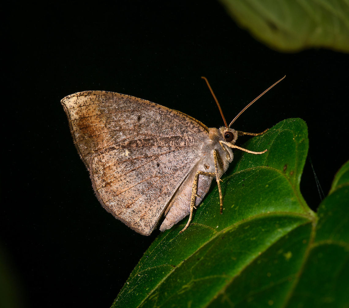 Brown moth, Bellavista, Ecuador A fairly bland appearance, not easy to ID from this angle. Legs have interesting speckles. Bellavista Cloud Forest,Ecuador,Ecuador 2021,Geotagged,South America,Spring,World