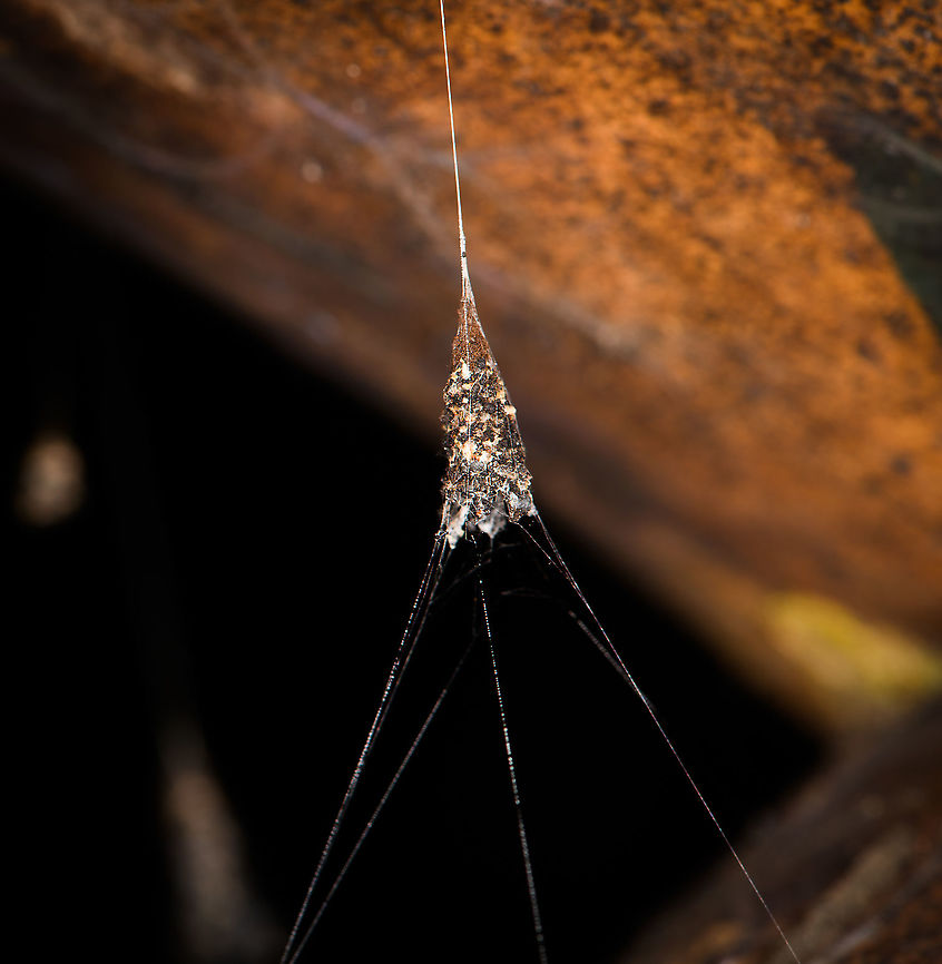 Metepeira shelter, Bellavista, Ecuador An interesting case of animal architecture. <br />
<br />
Update: with help from an expert on Facebook, current theory is that this could be a spider in the Metepeira genus. Some of them seems to build nests/shelters close to a bigger orb web:<br />
<a href="https://www.inaturalist.org/observations/103616927" rel="nofollow">https://www.inaturalist.org/observations/103616927</a><br />
<a href="https://www.inaturalist.org/observations/103437676" rel="nofollow">https://www.inaturalist.org/observations/103437676</a> Bellavista Cloud Forest,Ecuador,Ecuador 2021,Geotagged,South America,Spring,World