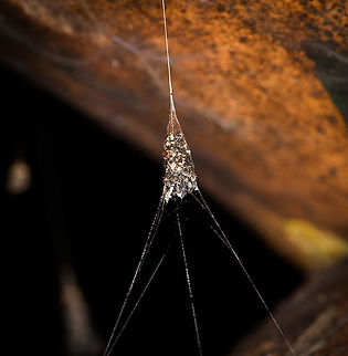 Metepeira  shelter, Bellavista, Ecuador An interesting case of animal architecture. 

Update: with help from an expert on Facebook, current theory is that this could be a spider in the Metepeira genus. Some of them seems to build nests/shelters close to a bigger orb web:
https://www.inaturalist.org/observations/103616927
https://www.inaturalist.org/observations/103437676 Bellavista Cloud Forest,Ecuador,Ecuador 2021,Geotagged,South America,Spring,World