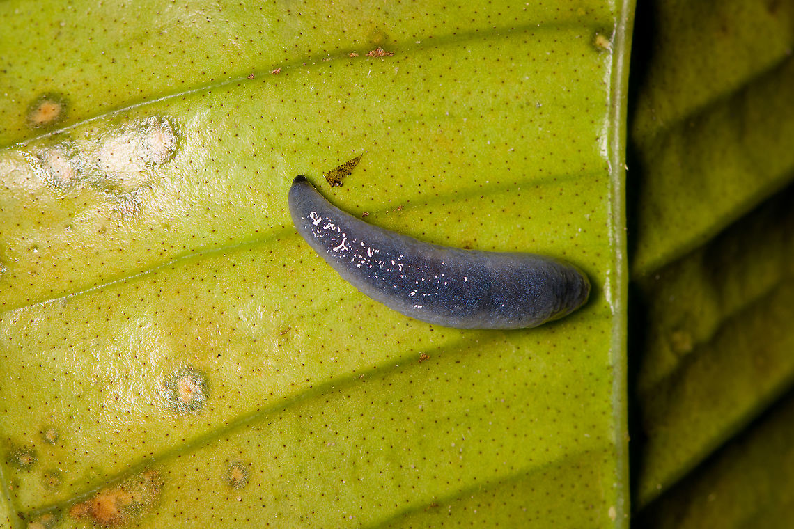 Blue leech/slug, Bellavista, Ecuador Upon finding this, our guide Manuel Espejo mentioned that it&#039;s the first time in his life he&#039;s ever seen a leech. That surprised me, as he&#039;s a Colombia native spending a large part of his life in tropical forests. I&#039;m not sure why they&#039;re so little seen or reported in this corner of the world. Bellavista Cloud Forest,Ecuador,Ecuador 2021,Geotagged,South America,Spring,World