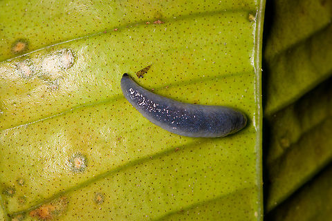 Blue leech/slug, Bellavista, Ecuador Upon finding this, our guide Manuel Espejo mentioned that it's the first time in his life he's ever seen a leech. That surprised me, as he's a Colombia native spending a large part of his life in tropical forests. I'm not sure why they're so little seen or reported in this corner of the world. Bellavista Cloud Forest,Ecuador,Ecuador 2021,Geotagged,South America,Spring,World