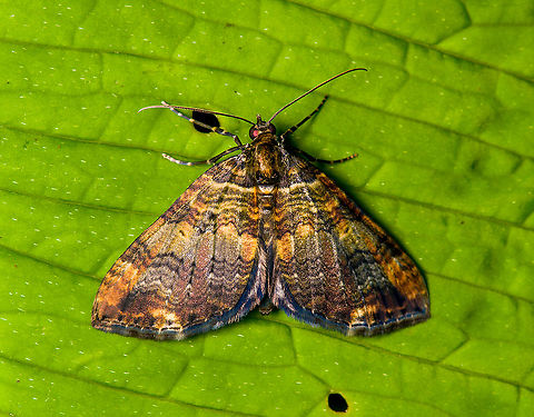 Carpet moth? Bellavista, Ecuador  Bellavista Cloud Forest,Ecuador,Ecuador 2021,Geotagged,South America,Spring,World