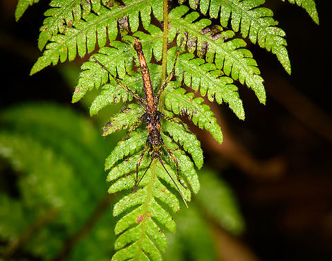 Stick insect on fern, Bellavista, Ecuador  Acanthoclonia,Bellavista Cloud Forest,Ecuador,Ecuador 2021,Geotagged,South America,Spring,World