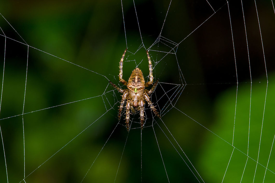 Orbweaber - closeup, Bellavista, Ecuador Small orbweaver found during a night tour. The only notable feature is the yellow/green spot on the abdomen.<br />
<figure class="photo"><a href="https://www.jungledragon.com/image/126747/orbweaber_bellavista_ecuador.html" title="Orbweaber, Bellavista, Ecuador"><img src="https://s3.amazonaws.com/media.jungledragon.com/images/2/126747_thumb.jpg?AWSAccessKeyId=05GMT0V3GWVNE7GGM1R2&Expires=1759968010&Signature=4Op%2Baq%2BKguOnltKa5bID8Gs5K7Y%3D" width="200" height="134" alt="Orbweaber, Bellavista, Ecuador Small orbweaver found during a night tour. The only notable feature is the yellow/green spot on the abdomen.<br />
https://www.jungledragon.com/image/126746/orbweaber_-_closeup_bellavista_ecuador.html Bellavista Cloud Forest,Ecuador,Ecuador 2021,Geotagged,South America,Spring,World" /></a></figure> Bellavista Cloud Forest,Ecuador,Ecuador 2021,Geotagged,South America,Spring,World