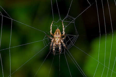 Orbweaber - closeup, Bellavista, Ecuador Small orbweaver found during a night tour. The only notable feature is the yellow/green spot on the abdomen.
https://www.jungledragon.com/image/126747/orbweaber_bellavista_ecuador.html Bellavista Cloud Forest,Ecuador,Ecuador 2021,Geotagged,South America,Spring,World