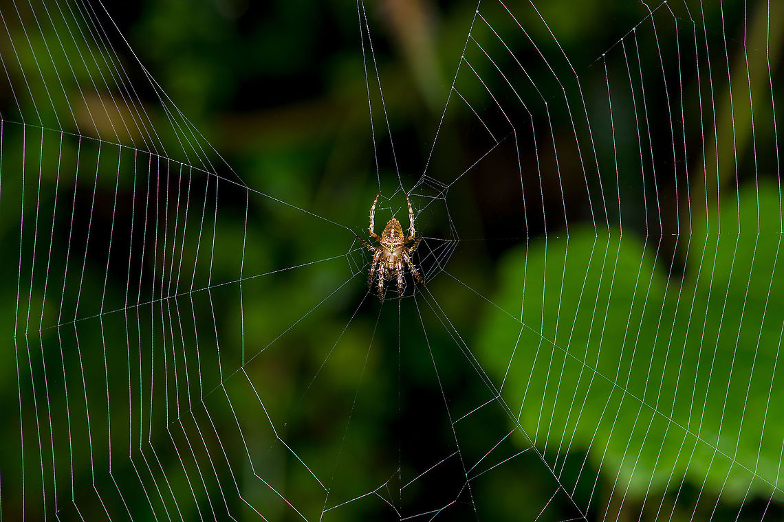 Orbweaber, Bellavista, Ecuador Small orbweaver found during a night tour. The only notable feature is the yellow/green spot on the abdomen.<br />
<figure class="photo"><a href="https://www.jungledragon.com/image/126746/orbweaber_-_closeup_bellavista_ecuador.html" title="Orbweaber - closeup, Bellavista, Ecuador"><img src="https://s3.amazonaws.com/media.jungledragon.com/images/2/126746_thumb.jpg?AWSAccessKeyId=05GMT0V3GWVNE7GGM1R2&Expires=1759968010&Signature=5FKu1A18TngWVNMCbHD9LH8HtpI%3D" width="200" height="134" alt="Orbweaber - closeup, Bellavista, Ecuador Small orbweaver found during a night tour. The only notable feature is the yellow/green spot on the abdomen.<br />
https://www.jungledragon.com/image/126747/orbweaber_bellavista_ecuador.html Bellavista Cloud Forest,Ecuador,Ecuador 2021,Geotagged,South America,Spring,World" /></a></figure> Bellavista Cloud Forest,Ecuador,Ecuador 2021,Geotagged,South America,Spring,World