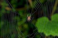 Orbweaber, Bellavista, Ecuador Small orbweaver found during a night tour. The only notable feature is the yellow/green spot on the abdomen.<br />
https://www.jungledragon.com/image/126746/orbweaber_-_closeup_bellavista_ecuador.html Bellavista Cloud Forest,Ecuador,Ecuador 2021,Geotagged,South America,Spring,World