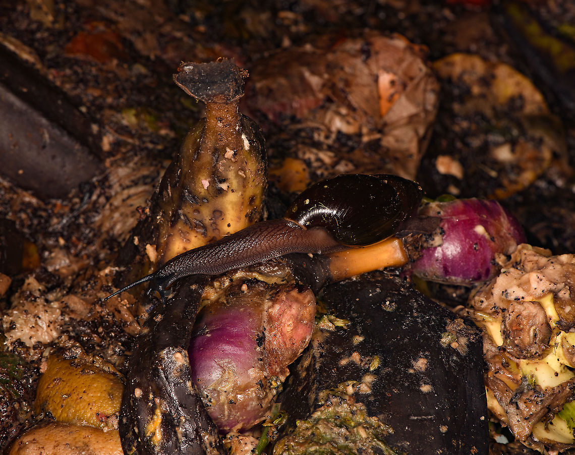 Land snail, Bellavista, Ecuador Found in the compost area of Bellavista Cloud Reserve, which attracts a lot of insects, snails, and in turn birds looking for an easy meal. The smell is absolutely unbearable though. Bellavista Cloud Forest,Ecuador,Ecuador 2021,Geotagged,South America,Spring,World