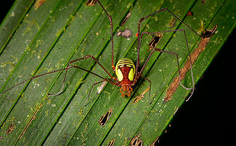 Yellow tropical Harvestman, Bellavista, Ecuador Similar observation in same location:
https://www.flickr.com/photos/rainforests/5555774903/in/album-72157626351880990/

Another large and vivid harvestman. Some others found during the same night tour:
https://www.jungledragon.com/image/126721/tropical_harvestman_gonyleptidae_bellavista_ecuador.html
https://www.jungledragon.com/image/126457/clinocippus_albater_-_top_view_bellavista_ecuador.html
https://www.jungledragon.com/image/126430/phareicranaus_hermosa_bellavista_ecuador.html Bellavista Cloud Forest,Ecuador,Ecuador 2021,Geotagged,South America,Spring,World