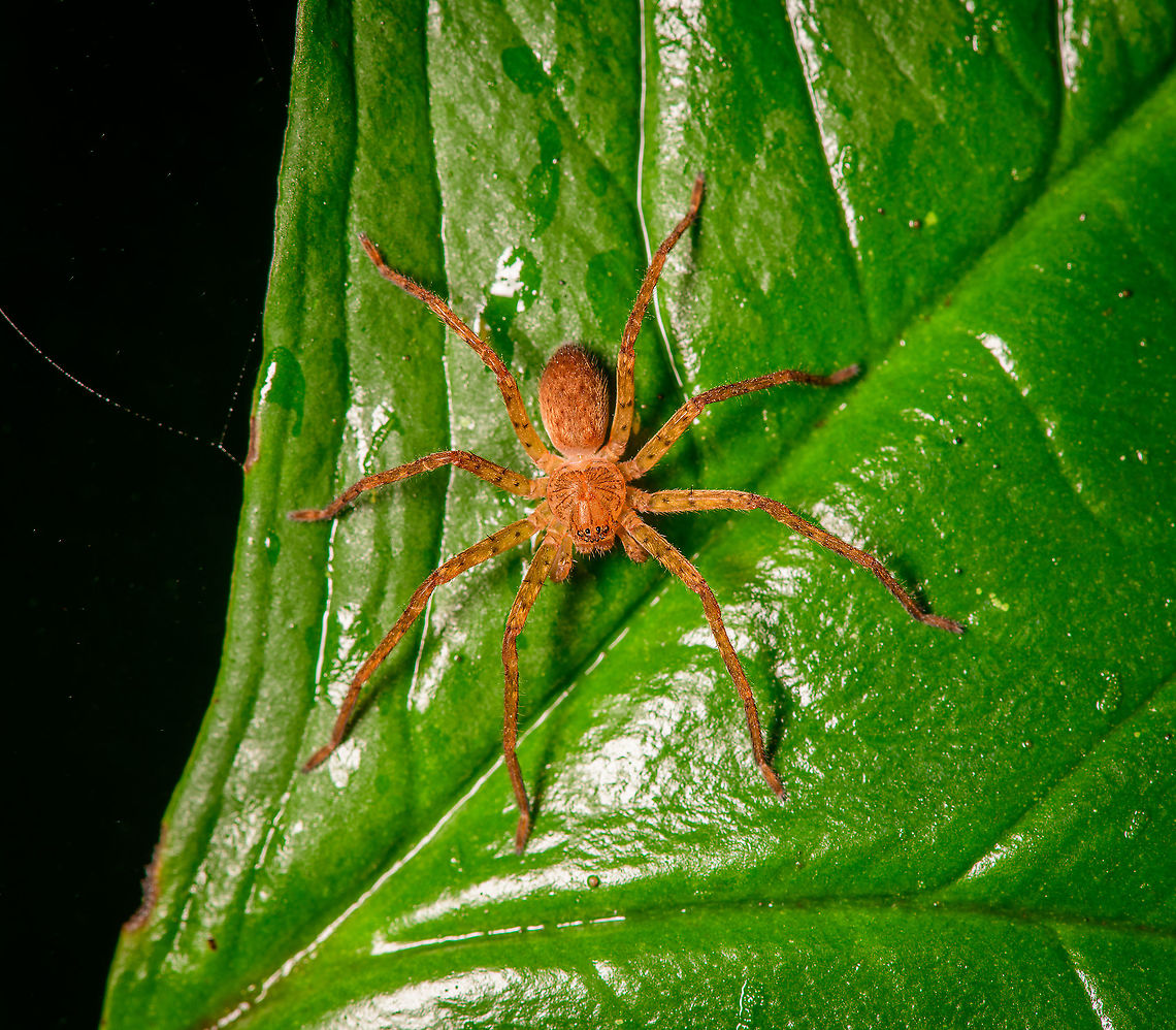Sparassidae, Bellavista, Ecuador ID by Hubert H&ouml;fer. Bellavista Cloud Forest,Ecuador,Ecuador 2021,Geotagged,South America,Spring,World