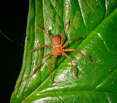 Sparassidae, Bellavista, Ecuador ID by Hubert H&ouml;fer. Bellavista Cloud Forest,Ecuador,Ecuador 2021,Geotagged,South America,Spring,World