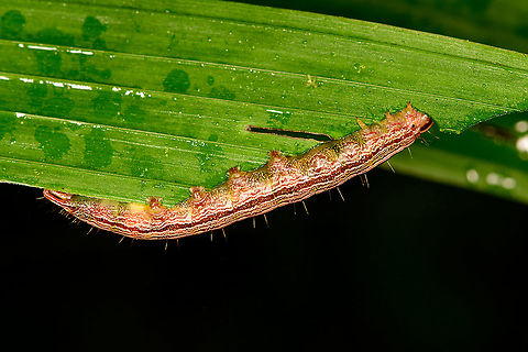 Caterpillar with horizontal bands feeding on leaf, Bellavista, Ecuador This concludes the first active day of our Ecuador trip. Bellavista Cloud Forest,Ecuador,Ecuador 2021,Geotagged,South America,Spring,World