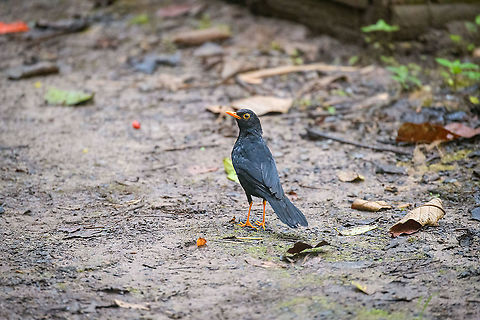 Great thrush, Bellavista, Ecuador Early morning on day 2 in Bellavista Cloud Forest Reserve. This bird is fairly common and approachable. Here it was foraging around the compost area, which attracts a lot of insects and snails. Bellavista Cloud Forest,Ecuador,Ecuador 2021,Geotagged,Great thrush,South America,Spring,Turdus fuscater,World