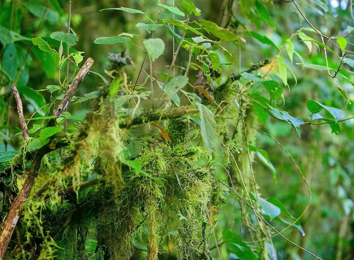 Green-and-black fruiteater, Bellavista, Ecuador Pointed out by a local ranger, this female Green-and-black fruiteater was nesting directly next to our lodge, at about 3m up. Extremely hard to see.<br />
<figure class="photo"><a href="https://www.jungledragon.com/image/126755/green-and-black_fruiteater_-_closeup_bellavista_ecuador.html" title="Green-and-black fruiteater - closeup, Bellavista, Ecuador"><img src="https://s3.amazonaws.com/media.jungledragon.com/images/2/126755_thumb.jpg?AWSAccessKeyId=05GMT0V3GWVNE7GGM1R2&Expires=1759968010&Signature=A%2BhKJ84Mijo56tuW2YPC7oH8RfY%3D" width="200" height="134" alt="Green-and-black fruiteater - closeup, Bellavista, Ecuador Pointed out by a local ranger, this female Green-and-black fruiteater was nesting directly next to our lodge, at about 3m up. Extremely hard to see.<br />
https://www.jungledragon.com/image/126754/green-and-black_fruiteater_bellavista_ecuador.html Bellavista Cloud Forest,Ecuador,Ecuador 2021,Geotagged,Green-and-black fruiteater,Pipreola riefferii,South America,Spring,World" /></a></figure> Bellavista Cloud Forest,Ecuador,Ecuador 2021,Geotagged,Green-and-black fruiteater,Pipreola riefferii,South America,Spring,World