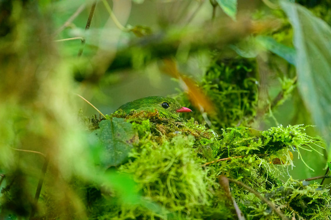 Green-and-black fruiteater - closeup, Bellavista, Ecuador Pointed out by a local ranger, this female Green-and-black fruiteater was nesting directly next to our lodge, at about 3m up. Extremely hard to see.<br />
<figure class="photo"><a href="https://www.jungledragon.com/image/126754/green-and-black_fruiteater_bellavista_ecuador.html" title="Green-and-black fruiteater, Bellavista, Ecuador"><img src="https://s3.amazonaws.com/media.jungledragon.com/images/2/126754_thumb.jpg?AWSAccessKeyId=05GMT0V3GWVNE7GGM1R2&Expires=1767225610&Signature=YybeK9U7q0ihTkN0YwUBTT%2FLba8%3D" width="200" height="148" alt="Green-and-black fruiteater, Bellavista, Ecuador Pointed out by a local ranger, this female Green-and-black fruiteater was nesting directly next to our lodge, at about 3m up. Extremely hard to see.<br />
https://www.jungledragon.com/image/126755/green-and-black_fruiteater_-_closeup_bellavista_ecuador.html Bellavista Cloud Forest,Ecuador,Ecuador 2021,Geotagged,Green-and-black fruiteater,Pipreola riefferii,South America,Spring,World" /></a></figure> Bellavista Cloud Forest,Ecuador,Ecuador 2021,Geotagged,Green-and-black fruiteater,Pipreola riefferii,South America,Spring,World