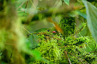 Green-and-black fruiteater - closeup, Bellavista, Ecuador Pointed out by a local ranger, this female Green-and-black fruiteater was nesting directly next to our lodge, at about 3m up. Extremely hard to see.<br />
https://www.jungledragon.com/image/126754/green-and-black_fruiteater_bellavista_ecuador.html Bellavista Cloud Forest,Ecuador,Ecuador 2021,Geotagged,Green-and-black fruiteater,Pipreola riefferii,South America,Spring,World