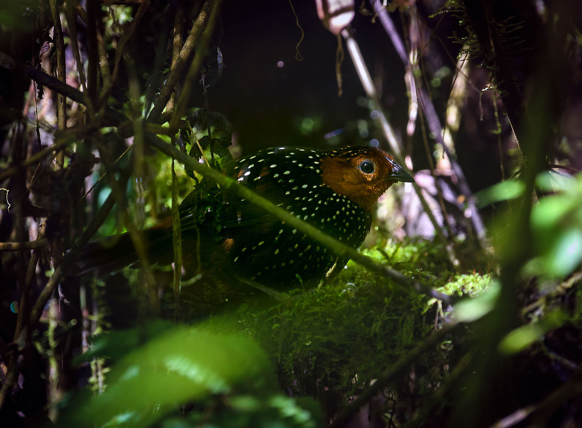 Ocellated tapaculo - closeup, Bellavista, Ecuador We spent the entire morning session in Bellavista on this single bird, which drove us absolutely mad. It has a distinct loud call and as such, was not difficult to locate.<br />
<br />
We could only hear it though. It just refuses to show itself. Perhaps unsurprising, as they are related to ground-antbirds, notoriously hard to see. Four people strong we spent multiple hours staring into this section of dark bushes, trying to get a glimpse of it. Once every 15 minutes or so it would move, either invisibly, or a mere flash of one part of the bird showing. <br />
<br />
We came to a point of no return, we had put in too much time to leave empty handed. So we committed to either see this bird, or die of starvation on the spot.<br />
<br />
Ultimately, we did manage to see it two or three times in brief second appearances. The photos are quite poor, due to lack of light and the many obstructions. Still, consider that this species is rarely photographed. Out of the few hundred or so photos online, some 70% seem to be feeder shots, which you can recognize by a perch in the open on thick horizontal branches, sometimes with the lure (worms) in sight.<br />
<br />
<figure class="photo"><a href="https://www.jungledragon.com/image/126758/ocellated_tapaculo_bellavista_ecuador.html" title="Ocellated tapaculo, Bellavista, Ecuador"><img src="https://s3.amazonaws.com/media.jungledragon.com/images/2/126758_thumb.jpg?AWSAccessKeyId=05GMT0V3GWVNE7GGM1R2&Expires=1759968010&Signature=zEi3ciYtZe9SpLaVoREzJt7f04A%3D" width="200" height="134" alt="Ocellated tapaculo, Bellavista, Ecuador We spent the entire morning session in Bellavista on this single bird, which drove us absolutely mad. It has a distinct loud call and as such, was not difficult to locate.<br />
<br />
We could only hear it though. It just refuses to show itself. Perhaps unsurprising, as they are related to ground-antbirds, notoriously hard to see. Four people strong we spent multiple hours staring into this section of dark bushes, trying to get a glimpse of it. Once every 15 minutes or so it would move, either invisibly, or a mere flash of one part of the bird showing. <br />
<br />
We came to a point of no return, we had put in too much time to leave empty handed. So we committed to either see this bird, or die of starvation on the spot.<br />
<br />
Ultimately, we did manage to see it two or three times in brief second appearances. The photos are quite poor, due to lack of light and the many obstructions. Still, consider that this species is rarely photographed. Out of the few hundred or so photos online, some 70% seem to be feeder shots, which you can recognize by a perch in the open on thick horizontal branches, sometimes with the lure (worms) in sight.<br />
<br />
https://www.jungledragon.com/image/126757/ocellated_tapaculo_-_closeup_bellavista_ecuador.html<br />
https://www.jungledragon.com/image/126786/ocellated_tapaculo_-_frontal_bellavista_ecuador.html Acropternis orthonyx,Bellavista Cloud Forest,Ecuador,Ecuador 2021,Geotagged,Ocellated tapaculo,South America,Spring,World" /></a></figure><br />
<figure class="photo"><a href="https://www.jungledragon.com/image/126786/ocellated_tapaculo_-_frontal_bellavista_ecuador.html" title="Ocellated tapaculo - frontal, Bellavista, Ecuador"><img src="https://s3.amazonaws.com/media.jungledragon.com/images/2/126786_thumb.jpg?AWSAccessKeyId=05GMT0V3GWVNE7GGM1R2&Expires=1759968010&Signature=my4u9Z%2FIWdnu5HpwwmaAIv9UO%2Bk%3D" width="120" height="152" alt="Ocellated tapaculo - frontal, Bellavista, Ecuador We spent the entire morning session in Bellavista on this single bird, which drove us absolutely mad. It has a distinct loud call and as such, was not difficult to locate.<br />
<br />
We could only hear it though. It just refuses to show itself. Perhaps unsurprising, as they are related to ground-antbirds, notoriously hard to see. Four people strong we spent multiple hours staring into this section of dark bushes, trying to get a glimpse of it. Once every 15 minutes or so it would move, either invisibly, or a mere flash of one part of the bird showing. <br />
<br />
We came to a point of no return, we had put in too much time to leave empty handed. So we committed to either see this bird, or die of starvation on the spot.<br />
<br />
Ultimately, we did manage to see it two or three times in brief second appearances. The photos are quite poor, due to lack of light and the many obstructions. Still, consider that this species is rarely photographed. Out of the few hundred or so photos online, some 70% seem to be feeder shots, which you can recognize by a perch in the open on thick horizontal branches, sometimes with the lure (worms) in sight.<br />
<br />
https://www.jungledragon.com/image/126758/ocellated_tapaculo_bellavista_ecuador.html<br />
https://www.jungledragon.com/image/126757/ocellated_tapaculo_-_closeup_bellavista_ecuador.html Acropternis orthonyx,Bellavista Cloud Forest,Ecuador,Ecuador 2021,Geotagged,Ocellated tapaculo,South America,Spring,World" /></a></figure> Acropternis orthonyx,Bellavista Cloud Forest,Ecuador,Ecuador 2021,Geotagged,Ocellated tapaculo,South America,Spring,World