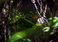 Ocellated tapaculo - closeup, Bellavista, Ecuador We spent the entire morning session in Bellavista on this single bird, which drove us absolutely mad. It has a distinct loud call and as such, was not difficult to locate.<br />
<br />
We could only hear it though. It just refuses to show itself. Perhaps unsurprising, as they are related to ground-antbirds, notoriously hard to see. Four people strong we spent multiple hours staring into this section of dark bushes, trying to get a glimpse of it. Once every 15 minutes or so it would move, either invisibly, or a mere flash of one part of the bird showing. <br />
<br />
We came to a point of no return, we had put in too much time to leave empty handed. So we committed to either see this bird, or die of starvation on the spot.<br />
<br />
Ultimately, we did manage to see it two or three times in brief second appearances. The photos are quite poor, due to lack of light and the many obstructions. Still, consider that this species is rarely photographed. Out of the few hundred or so photos online, some 70% seem to be feeder shots, which you can recognize by a perch in the open on thick horizontal branches, sometimes with the lure (worms) in sight.<br />
<br />
https://www.jungledragon.com/image/126758/ocellated_tapaculo_bellavista_ecuador.html<br />
https://www.jungledragon.com/image/126786/ocellated_tapaculo_-_frontal_bellavista_ecuador.html Acropternis orthonyx,Bellavista Cloud Forest,Ecuador,Ecuador 2021,Geotagged,Ocellated tapaculo,South America,Spring,World