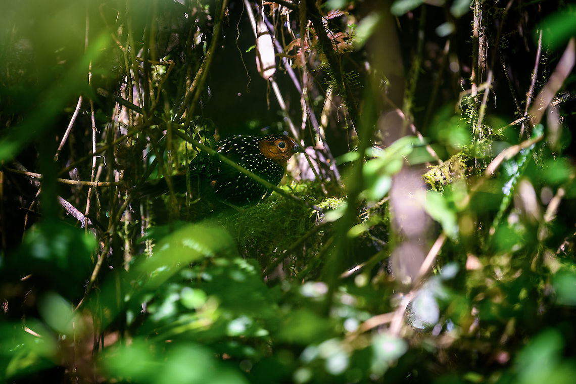Ocellated tapaculo, Bellavista, Ecuador We spent the entire morning session in Bellavista on this single bird, which drove us absolutely mad. It has a distinct loud call and as such, was not difficult to locate.<br />
<br />
We could only hear it though. It just refuses to show itself. Perhaps unsurprising, as they are related to ground-antbirds, notoriously hard to see. Four people strong we spent multiple hours staring into this section of dark bushes, trying to get a glimpse of it. Once every 15 minutes or so it would move, either invisibly, or a mere flash of one part of the bird showing. <br />
<br />
We came to a point of no return, we had put in too much time to leave empty handed. So we committed to either see this bird, or die of starvation on the spot.<br />
<br />
Ultimately, we did manage to see it two or three times in brief second appearances. The photos are quite poor, due to lack of light and the many obstructions. Still, consider that this species is rarely photographed. Out of the few hundred or so photos online, some 70% seem to be feeder shots, which you can recognize by a perch in the open on thick horizontal branches, sometimes with the lure (worms) in sight.<br />
<br />
<figure class="photo"><a href="https://www.jungledragon.com/image/126757/ocellated_tapaculo_-_closeup_bellavista_ecuador.html" title="Ocellated tapaculo - closeup, Bellavista, Ecuador"><img src="https://s3.amazonaws.com/media.jungledragon.com/images/2/126757_thumb.jpg?AWSAccessKeyId=05GMT0V3GWVNE7GGM1R2&Expires=1769040010&Signature=vV0256sFSSGr5Gt54rnK%2FN%2FlOK4%3D" width="200" height="148" alt="Ocellated tapaculo - closeup, Bellavista, Ecuador We spent the entire morning session in Bellavista on this single bird, which drove us absolutely mad. It has a distinct loud call and as such, was not difficult to locate.<br />
<br />
We could only hear it though. It just refuses to show itself. Perhaps unsurprising, as they are related to ground-antbirds, notoriously hard to see. Four people strong we spent multiple hours staring into this section of dark bushes, trying to get a glimpse of it. Once every 15 minutes or so it would move, either invisibly, or a mere flash of one part of the bird showing. <br />
<br />
We came to a point of no return, we had put in too much time to leave empty handed. So we committed to either see this bird, or die of starvation on the spot.<br />
<br />
Ultimately, we did manage to see it two or three times in brief second appearances. The photos are quite poor, due to lack of light and the many obstructions. Still, consider that this species is rarely photographed. Out of the few hundred or so photos online, some 70% seem to be feeder shots, which you can recognize by a perch in the open on thick horizontal branches, sometimes with the lure (worms) in sight.<br />
<br />
https://www.jungledragon.com/image/126758/ocellated_tapaculo_bellavista_ecuador.html<br />
https://www.jungledragon.com/image/126786/ocellated_tapaculo_-_frontal_bellavista_ecuador.html Acropternis orthonyx,Bellavista Cloud Forest,Ecuador,Ecuador 2021,Geotagged,Ocellated tapaculo,South America,Spring,World" /></a></figure><br />
<figure class="photo"><a href="https://www.jungledragon.com/image/126786/ocellated_tapaculo_-_frontal_bellavista_ecuador.html" title="Ocellated tapaculo - frontal, Bellavista, Ecuador"><img src="https://s3.amazonaws.com/media.jungledragon.com/images/2/126786_thumb.jpg?AWSAccessKeyId=05GMT0V3GWVNE7GGM1R2&Expires=1769040010&Signature=pYqj4KJlTK%2BdZfLzVXPi56n5ujs%3D" width="120" height="152" alt="Ocellated tapaculo - frontal, Bellavista, Ecuador We spent the entire morning session in Bellavista on this single bird, which drove us absolutely mad. It has a distinct loud call and as such, was not difficult to locate.<br />
<br />
We could only hear it though. It just refuses to show itself. Perhaps unsurprising, as they are related to ground-antbirds, notoriously hard to see. Four people strong we spent multiple hours staring into this section of dark bushes, trying to get a glimpse of it. Once every 15 minutes or so it would move, either invisibly, or a mere flash of one part of the bird showing. <br />
<br />
We came to a point of no return, we had put in too much time to leave empty handed. So we committed to either see this bird, or die of starvation on the spot.<br />
<br />
Ultimately, we did manage to see it two or three times in brief second appearances. The photos are quite poor, due to lack of light and the many obstructions. Still, consider that this species is rarely photographed. Out of the few hundred or so photos online, some 70% seem to be feeder shots, which you can recognize by a perch in the open on thick horizontal branches, sometimes with the lure (worms) in sight.<br />
<br />
https://www.jungledragon.com/image/126758/ocellated_tapaculo_bellavista_ecuador.html<br />
https://www.jungledragon.com/image/126757/ocellated_tapaculo_-_closeup_bellavista_ecuador.html Acropternis orthonyx,Bellavista Cloud Forest,Ecuador,Ecuador 2021,Geotagged,Ocellated tapaculo,South America,Spring,World" /></a></figure> Acropternis orthonyx,Bellavista Cloud Forest,Ecuador,Ecuador 2021,Geotagged,Ocellated tapaculo,South America,Spring,World