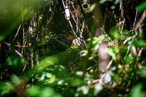 Ocellated tapaculo, Bellavista, Ecuador We spent the entire morning session in Bellavista on this single bird, which drove us absolutely mad. It has a distinct loud call and as such, was not difficult to locate.

We could only hear it though. It just refuses to show itself. Perhaps unsurprising, as they are related to ground-antbirds, notoriously hard to see. Four people strong we spent multiple hours staring into this section of dark bushes, trying to get a glimpse of it. Once every 15 minutes or so it would move, either invisibly, or a mere flash of one part of the bird showing. 

We came to a point of no return, we had put in too much time to leave empty handed. So we committed to either see this bird, or die of starvation on the spot.

Ultimately, we did manage to see it two or three times in brief second appearances. The photos are quite poor, due to lack of light and the many obstructions. Still, consider that this species is rarely photographed. Out of the few hundred or so photos online, some 70% seem to be feeder shots, which you can recognize by a perch in the open on thick horizontal branches, sometimes with the lure (worms) in sight.

https://www.jungledragon.com/image/126757/ocellated_tapaculo_-_closeup_bellavista_ecuador.html
https://www.jungledragon.com/image/126786/ocellated_tapaculo_-_frontal_bellavista_ecuador.html Acropternis orthonyx,Bellavista Cloud Forest,Ecuador,Ecuador 2021,Geotagged,Ocellated tapaculo,South America,Spring,World