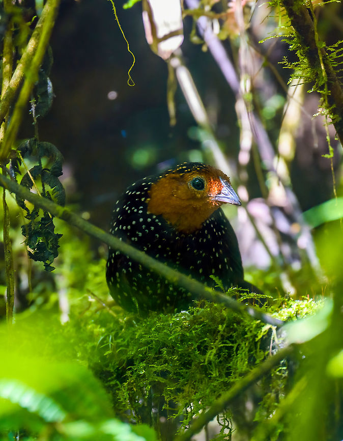 Ocellated tapaculo - frontal, Bellavista, Ecuador We spent the entire morning session in Bellavista on this single bird, which drove us absolutely mad. It has a distinct loud call and as such, was not difficult to locate.<br />
<br />
We could only hear it though. It just refuses to show itself. Perhaps unsurprising, as they are related to ground-antbirds, notoriously hard to see. Four people strong we spent multiple hours staring into this section of dark bushes, trying to get a glimpse of it. Once every 15 minutes or so it would move, either invisibly, or a mere flash of one part of the bird showing. <br />
<br />
We came to a point of no return, we had put in too much time to leave empty handed. So we committed to either see this bird, or die of starvation on the spot.<br />
<br />
Ultimately, we did manage to see it two or three times in brief second appearances. The photos are quite poor, due to lack of light and the many obstructions. Still, consider that this species is rarely photographed. Out of the few hundred or so photos online, some 70% seem to be feeder shots, which you can recognize by a perch in the open on thick horizontal branches, sometimes with the lure (worms) in sight.<br />
<br />
<figure class="photo"><a href="https://www.jungledragon.com/image/126758/ocellated_tapaculo_bellavista_ecuador.html" title="Ocellated tapaculo, Bellavista, Ecuador"><img src="https://s3.amazonaws.com/media.jungledragon.com/images/2/126758_thumb.jpg?AWSAccessKeyId=05GMT0V3GWVNE7GGM1R2&Expires=1759968010&Signature=zEi3ciYtZe9SpLaVoREzJt7f04A%3D" width="200" height="134" alt="Ocellated tapaculo, Bellavista, Ecuador We spent the entire morning session in Bellavista on this single bird, which drove us absolutely mad. It has a distinct loud call and as such, was not difficult to locate.<br />
<br />
We could only hear it though. It just refuses to show itself. Perhaps unsurprising, as they are related to ground-antbirds, notoriously hard to see. Four people strong we spent multiple hours staring into this section of dark bushes, trying to get a glimpse of it. Once every 15 minutes or so it would move, either invisibly, or a mere flash of one part of the bird showing. <br />
<br />
We came to a point of no return, we had put in too much time to leave empty handed. So we committed to either see this bird, or die of starvation on the spot.<br />
<br />
Ultimately, we did manage to see it two or three times in brief second appearances. The photos are quite poor, due to lack of light and the many obstructions. Still, consider that this species is rarely photographed. Out of the few hundred or so photos online, some 70% seem to be feeder shots, which you can recognize by a perch in the open on thick horizontal branches, sometimes with the lure (worms) in sight.<br />
<br />
https://www.jungledragon.com/image/126757/ocellated_tapaculo_-_closeup_bellavista_ecuador.html<br />
https://www.jungledragon.com/image/126786/ocellated_tapaculo_-_frontal_bellavista_ecuador.html Acropternis orthonyx,Bellavista Cloud Forest,Ecuador,Ecuador 2021,Geotagged,Ocellated tapaculo,South America,Spring,World" /></a></figure><br />
<figure class="photo"><a href="https://www.jungledragon.com/image/126757/ocellated_tapaculo_-_closeup_bellavista_ecuador.html" title="Ocellated tapaculo - closeup, Bellavista, Ecuador"><img src="https://s3.amazonaws.com/media.jungledragon.com/images/2/126757_thumb.jpg?AWSAccessKeyId=05GMT0V3GWVNE7GGM1R2&Expires=1759968010&Signature=Hg9%2FSP5cydVwzqXyQd6tWNdhlbw%3D" width="200" height="148" alt="Ocellated tapaculo - closeup, Bellavista, Ecuador We spent the entire morning session in Bellavista on this single bird, which drove us absolutely mad. It has a distinct loud call and as such, was not difficult to locate.<br />
<br />
We could only hear it though. It just refuses to show itself. Perhaps unsurprising, as they are related to ground-antbirds, notoriously hard to see. Four people strong we spent multiple hours staring into this section of dark bushes, trying to get a glimpse of it. Once every 15 minutes or so it would move, either invisibly, or a mere flash of one part of the bird showing. <br />
<br />
We came to a point of no return, we had put in too much time to leave empty handed. So we committed to either see this bird, or die of starvation on the spot.<br />
<br />
Ultimately, we did manage to see it two or three times in brief second appearances. The photos are quite poor, due to lack of light and the many obstructions. Still, consider that this species is rarely photographed. Out of the few hundred or so photos online, some 70% seem to be feeder shots, which you can recognize by a perch in the open on thick horizontal branches, sometimes with the lure (worms) in sight.<br />
<br />
https://www.jungledragon.com/image/126758/ocellated_tapaculo_bellavista_ecuador.html<br />
https://www.jungledragon.com/image/126786/ocellated_tapaculo_-_frontal_bellavista_ecuador.html Acropternis orthonyx,Bellavista Cloud Forest,Ecuador,Ecuador 2021,Geotagged,Ocellated tapaculo,South America,Spring,World" /></a></figure> Acropternis orthonyx,Bellavista Cloud Forest,Ecuador,Ecuador 2021,Geotagged,Ocellated tapaculo,South America,Spring,World