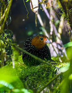 Ocellated tapaculo - frontal, Bellavista, Ecuador We spent the entire morning session in Bellavista on this single bird, which drove us absolutely mad. It has a distinct loud call and as such, was not difficult to locate.

We could only hear it though. It just refuses to show itself. Perhaps unsurprising, as they are related to ground-antbirds, notoriously hard to see. Four people strong we spent multiple hours staring into this section of dark bushes, trying to get a glimpse of it. Once every 15 minutes or so it would move, either invisibly, or a mere flash of one part of the bird showing. 

We came to a point of no return, we had put in too much time to leave empty handed. So we committed to either see this bird, or die of starvation on the spot.

Ultimately, we did manage to see it two or three times in brief second appearances. The photos are quite poor, due to lack of light and the many obstructions. Still, consider that this species is rarely photographed. Out of the few hundred or so photos online, some 70% seem to be feeder shots, which you can recognize by a perch in the open on thick horizontal branches, sometimes with the lure (worms) in sight.

https://www.jungledragon.com/image/126758/ocellated_tapaculo_bellavista_ecuador.html
https://www.jungledragon.com/image/126757/ocellated_tapaculo_-_closeup_bellavista_ecuador.html Acropternis orthonyx,Bellavista Cloud Forest,Ecuador,Ecuador 2021,Geotagged,Ocellated tapaculo,South America,Spring,World