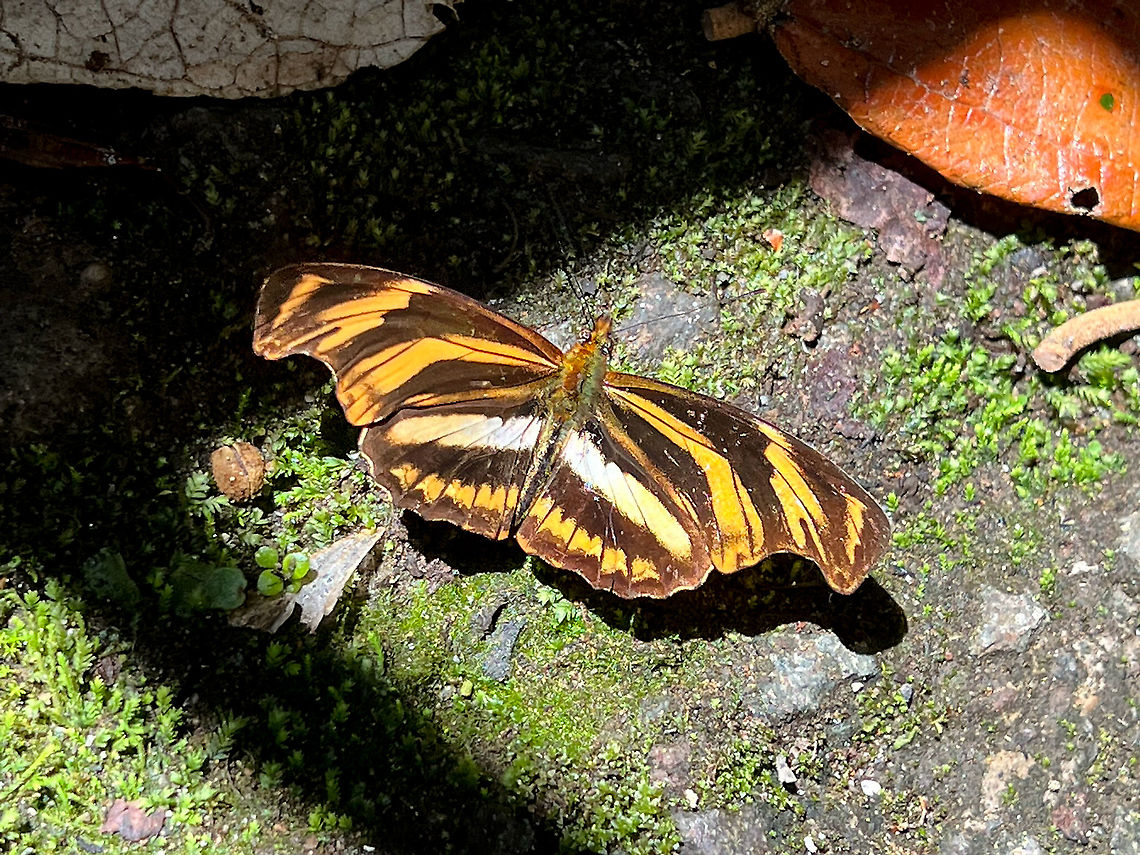 Podotricha judith, Bellavista, Ecuador Quick smartphone snap. Bellavista Cloud Forest,Ecuador,Ecuador 2021,Geotagged,Podotricha judith,South America,Spring,World