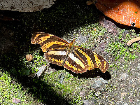 Podotricha judith, Bellavista, Ecuador Quick smartphone snap. Bellavista Cloud Forest,Ecuador,Ecuador 2021,Geotagged,Podotricha judith,South America,Spring,World